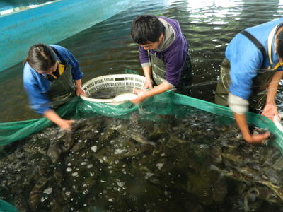 海安 以特色農(nóng)業(yè)為基，串起旅游開發(fā)協(xié)同發(fā)展鏈