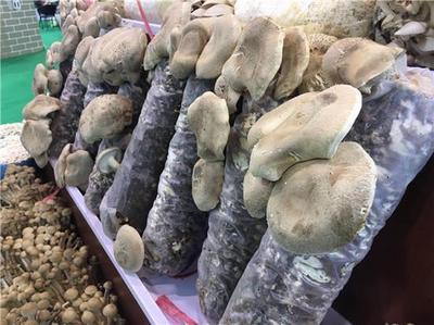 鄉(xiāng)村振興新力量 我省4人入選全國(guó)農(nóng)村創(chuàng)業(yè)創(chuàng)新優(yōu)秀帶頭人典型案例